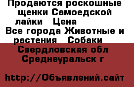 Продаются роскошные щенки Самоедской лайки › Цена ­ 40 000 - Все города Животные и растения » Собаки   . Свердловская обл.,Среднеуральск г.